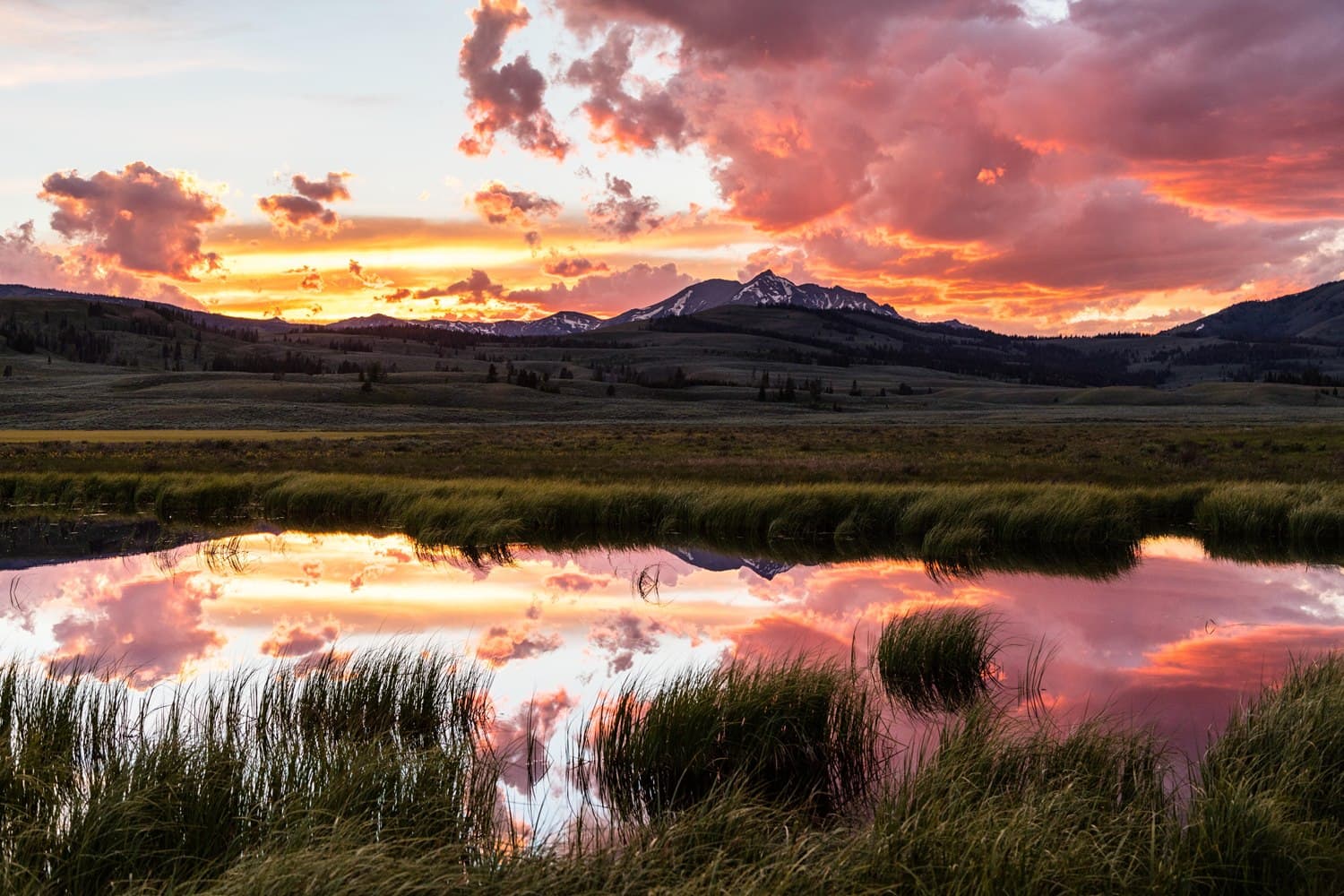 Yellowstone landscape